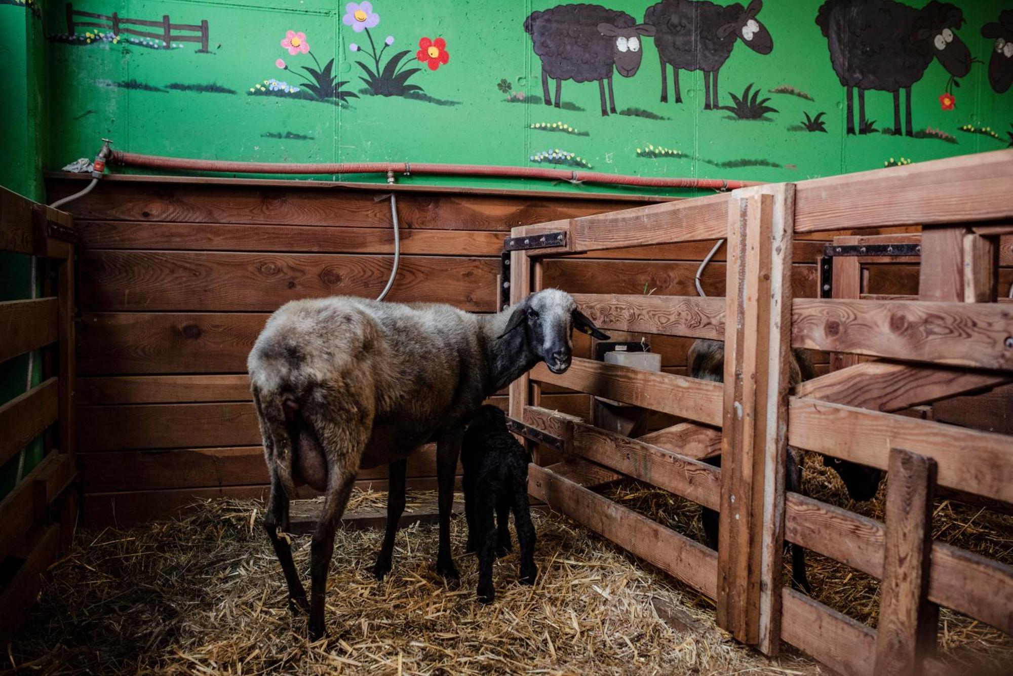 Ferienwohnung Bichler Sonja Matrei in Osttirol Exterior foto
